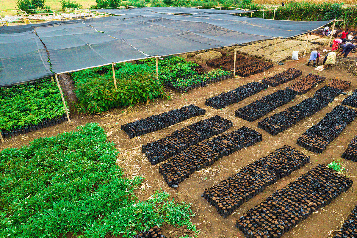 Kenya Tree Nursery - Community tree seedling cultivation for reforestation