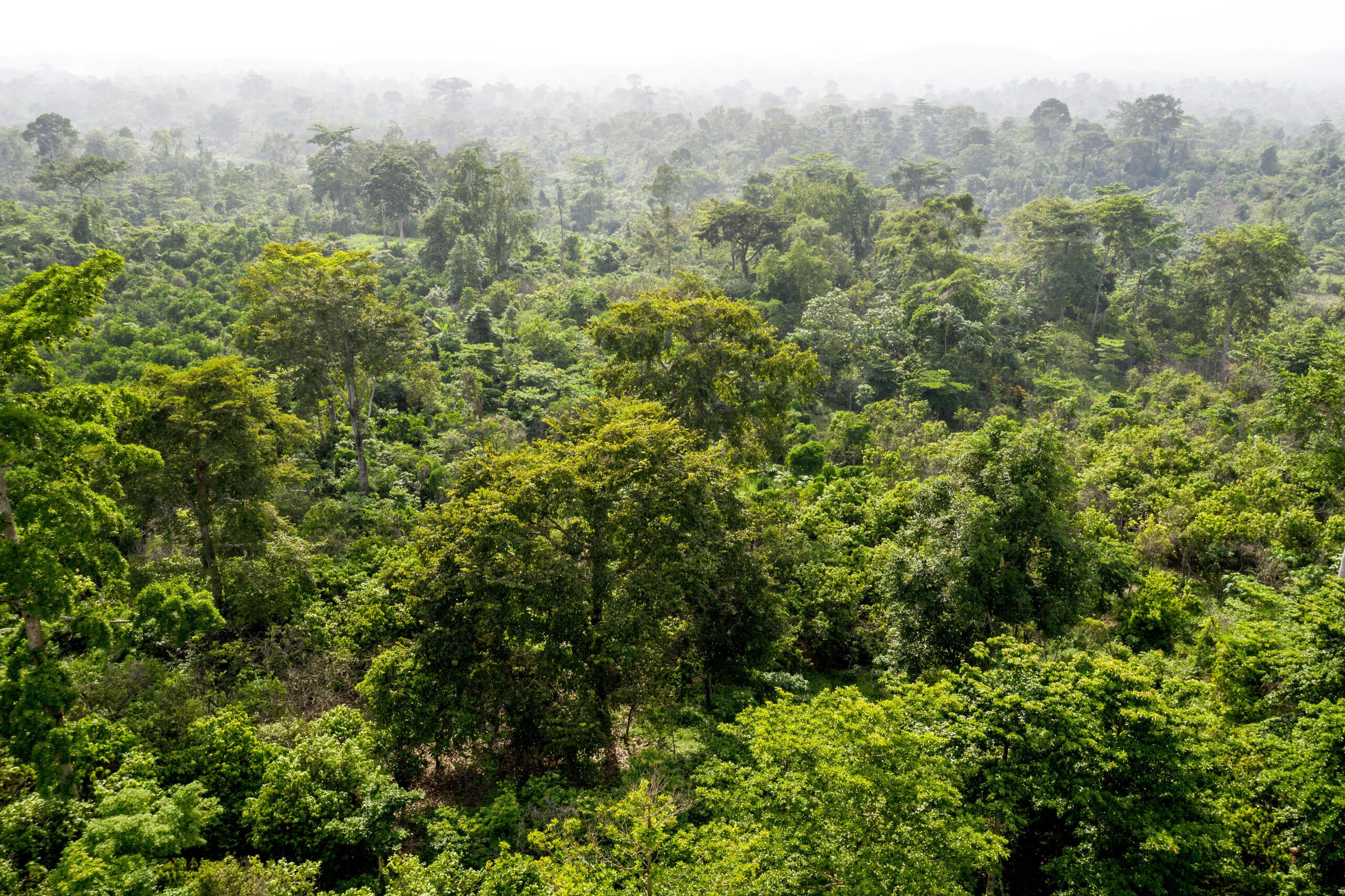 Ghana Rainforest - Indigenous communities protecting vital forest ecosystems