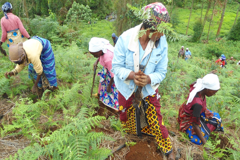 Kenya Women's Reforestation Project - Community tree planting