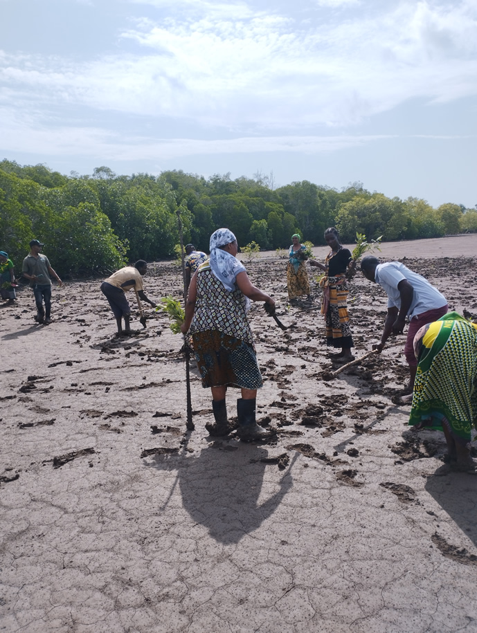 Tanzania Mangrove Restoration - Community volunteers planting mangrove seedlings in tidal mudflats